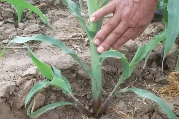 sy16玉米种子简介，高抗小斑病