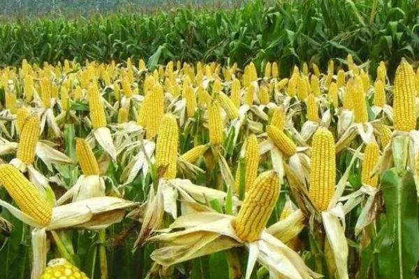 国禾77玉米种子特征特性,适宜播期4月下旬至5月上旬