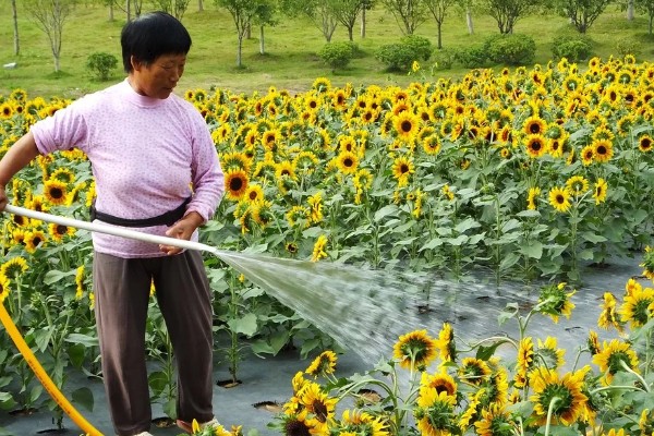 向日葵发芽后怎么养护，需要为植株提供适宜的光照