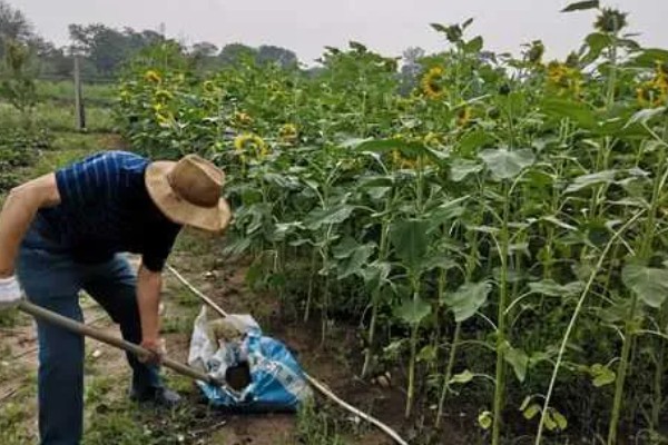 向日葵发芽后怎么养护，需要为植株提供适宜的光照