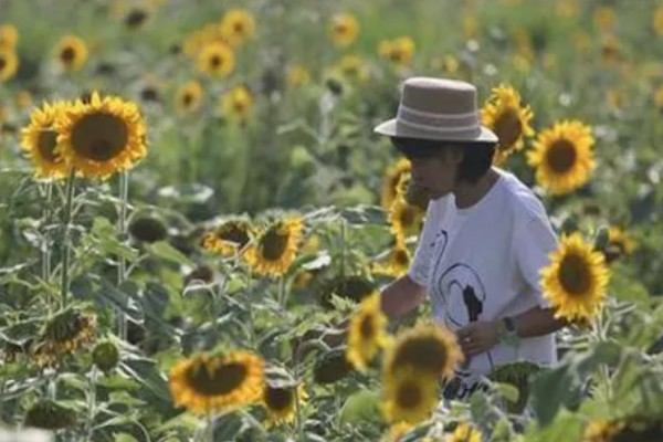向日葵发芽后怎么养护，需要为植株提供适宜的光照