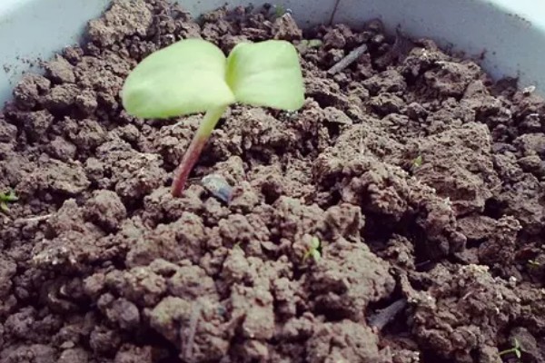 向日葵发芽后怎么养护，需要为植株提供适宜的光照