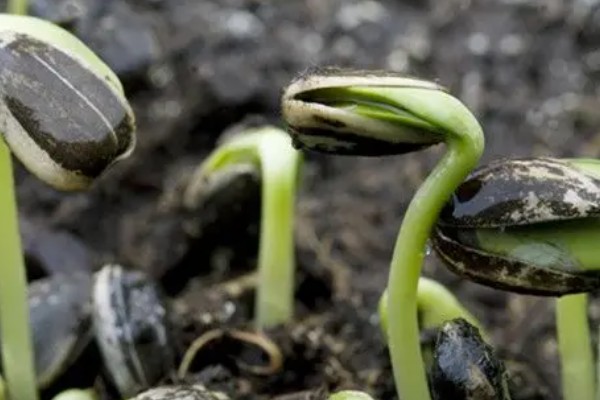 向日葵发芽后怎么养护，需要为植株提供适宜的光照