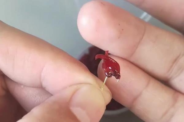 红虫钓的鲫鱼能不能吃，可以食用不会传播疾病