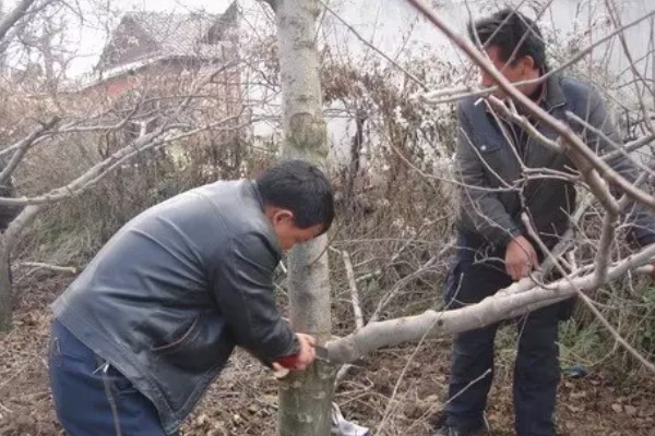 苹果树的修剪方法，在冬季落叶后到春季发芽前进行