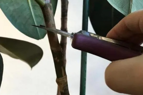 如何让橡皮树长粗，可以对其进行适当的修剪