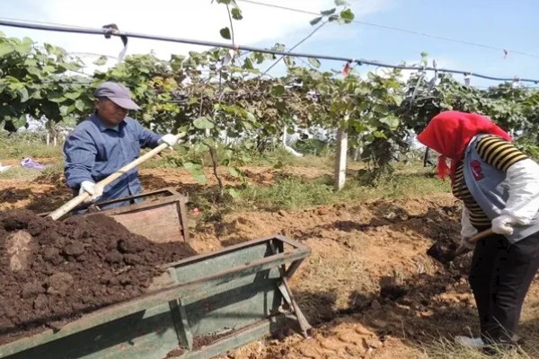 如何才能提高猕猴桃的品质，需要合理留果