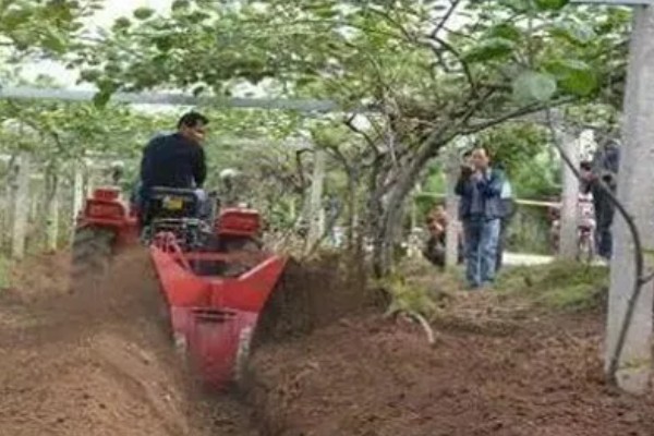 如何才能提高猕猴桃的品质，需要合理留果