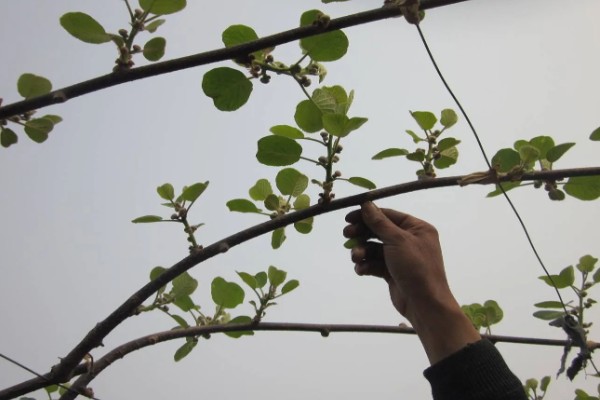 如何才能提高猕猴桃的品质，需要合理留果