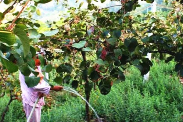 如何才能提高猕猴桃的品质，需要合理留果