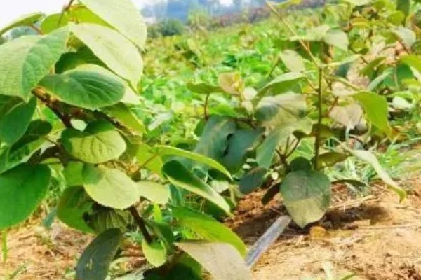 如何才能提高猕猴桃的品质，需要合理留果