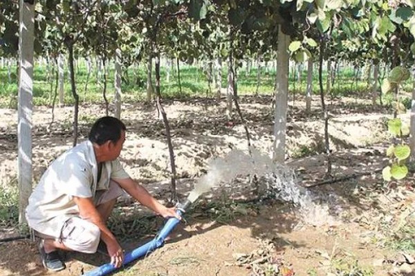 如何才能提高猕猴桃的品质，需要合理留果