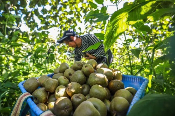 如何才能提高猕猴桃的品质，需要合理留果
