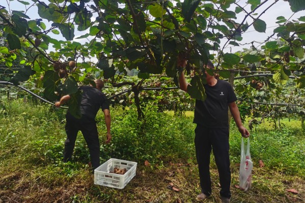 如何才能提高猕猴桃的品质，需要合理留果
