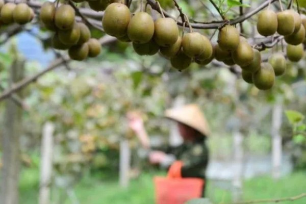 如何才能提高猕猴桃的品质，需要合理留果