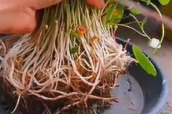 水培铜钱草怎么养爆盆,每隔3-5天更换一次水