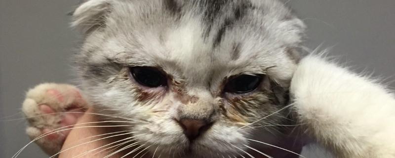 猫咪的眼屎颜色，一般呈白色或半透明