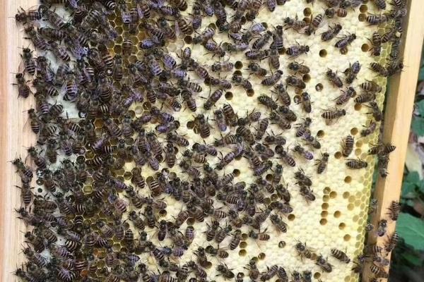 世界上的蜜蜂种类,大约有40个品种