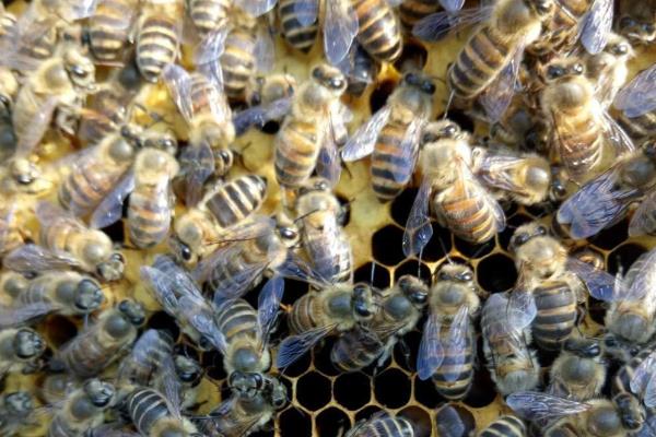 世界上的蜜蜂种类,大约有40个品种