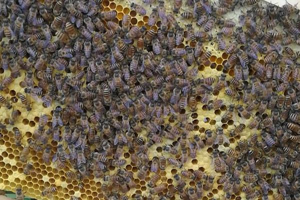 世界上的蜜蜂种类,大约有40个品种