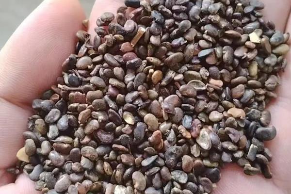 购买种子的注意事项，以下6个原则要牢记