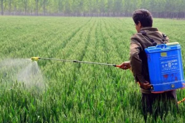 小麦抗倒伏农药用哪种好，推荐用矮壮素、多效唑等