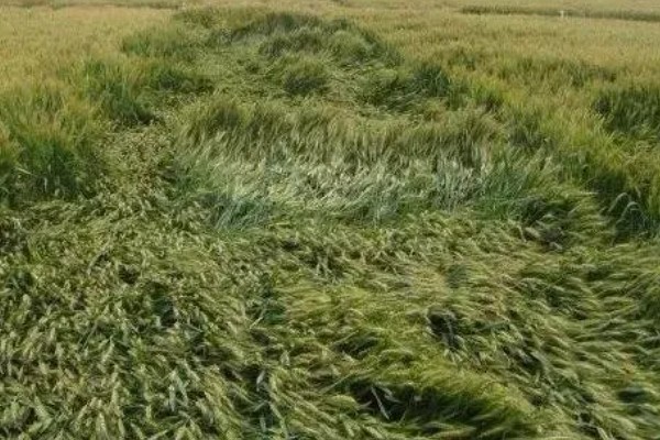 小麦抗倒伏农药用哪种好，推荐用矮壮素、多效唑等