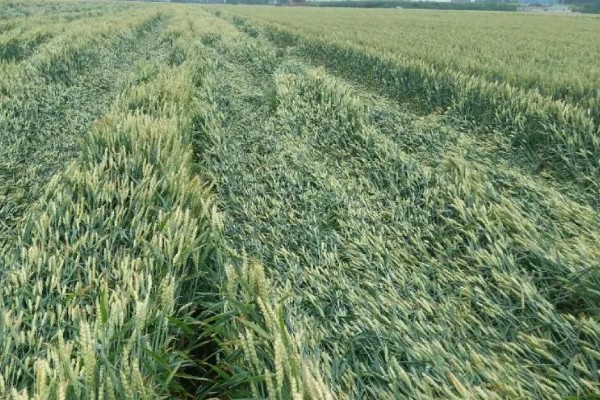小麦抗倒伏农药用哪种好，推荐用矮壮素、多效唑等