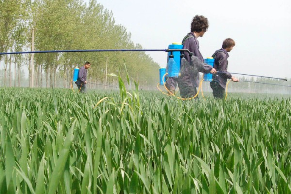 小麦抗倒伏农药用哪种好，推荐用矮壮素、多效唑等