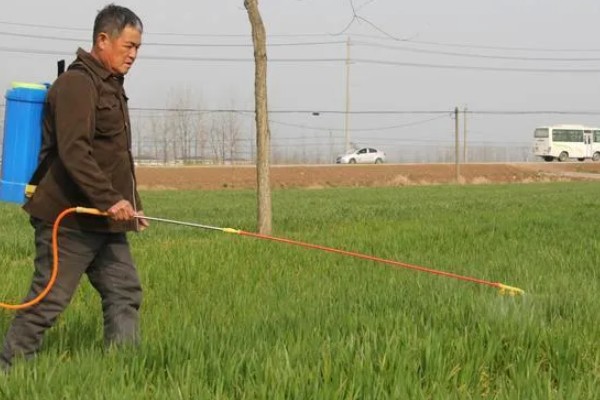 小麦抗倒伏农药用哪种好，推荐用矮壮素、多效唑等