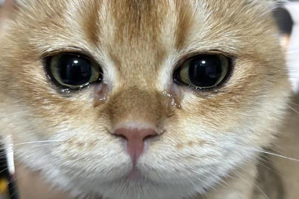 猫咪的眼屎颜色,一般呈白色或半透明
