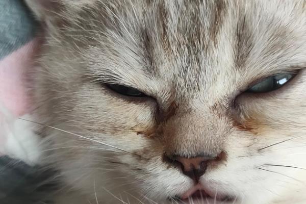 猫咪的眼屎颜色,一般呈白色或半透明