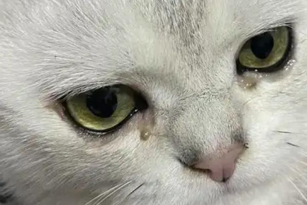 猫咪的眼屎颜色,一般呈白色或半透明