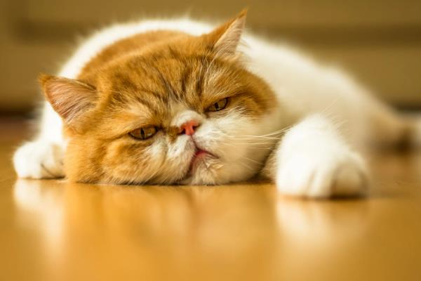 猫咪的眼屎颜色,一般呈白色或半透明