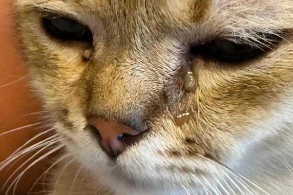 猫咪的眼屎颜色,一般呈白色或半透明