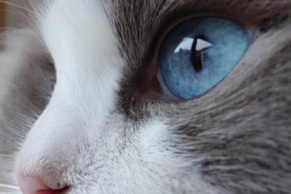 猫咪的眼屎颜色,一般呈白色或半透明