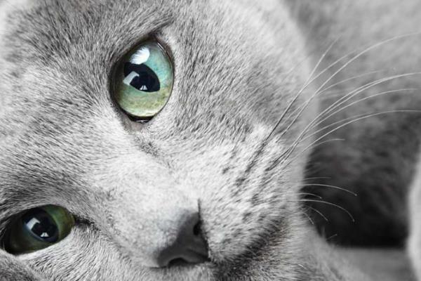 猫咪的眼屎颜色,一般呈白色或半透明