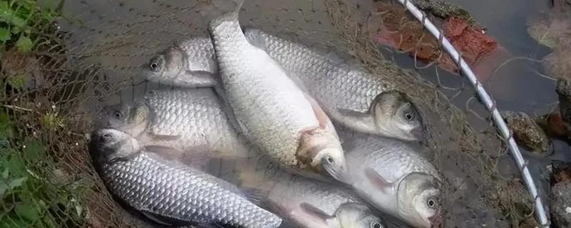 怎么在水库中钓鲫鱼，晃动鱼竿能更快诱鱼