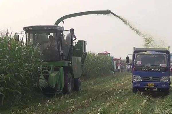 各地种植与收获玉米时间,山东通常在4月初种春玉米