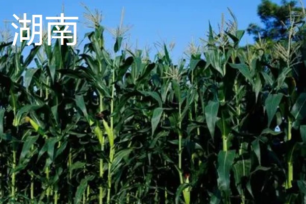各地种植与收获玉米时间,山东通常在4月初种春玉米