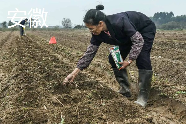 各地种植与收获玉米时间,山东通常在4月初种春玉米