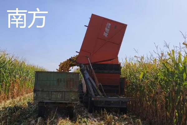 各地种植与收获玉米时间,山东通常在4月初种春玉米