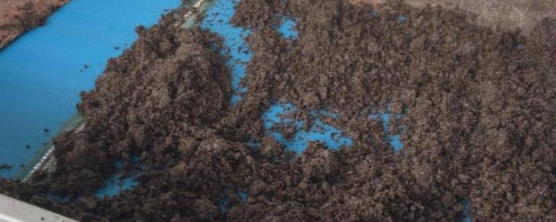 茶叶渣发霉了能不能当作肥料，里面的霉菌会影响植物生长