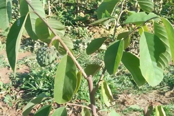 番荔枝的养殖方法，进入生长期后每天浇灌一次水分