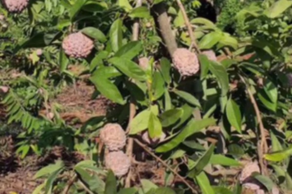 番荔枝的养殖方法，进入生长期后每天浇灌一次水分