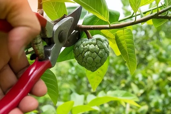 番荔枝的养殖方法，进入生长期后每天浇灌一次水分