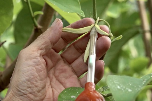 番荔枝的养殖方法，进入生长期后每天浇灌一次水分