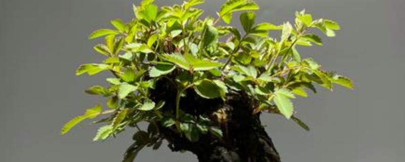 蔷薇老桩的种植方法，要遵循不干不浇、浇则浇透的原则
