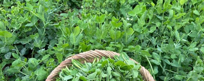 豌豆的打尖时间，可以在每年的春季进行