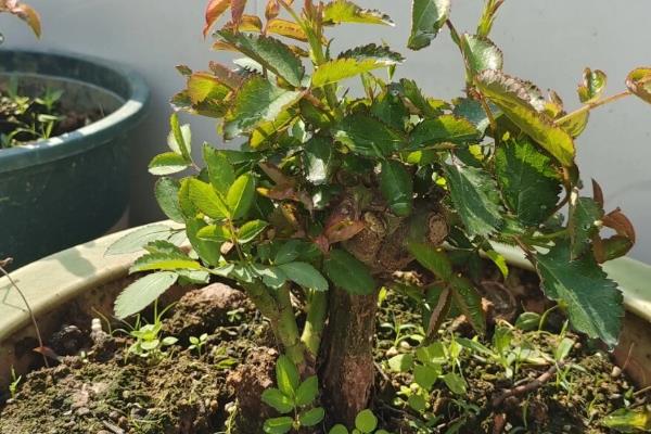 蔷薇老桩的种植方法，要遵循不干不浇、浇则浇透的原则